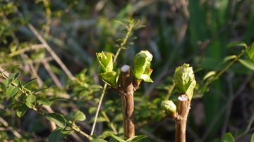 P1390635