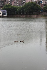 湖中的两只鸭子