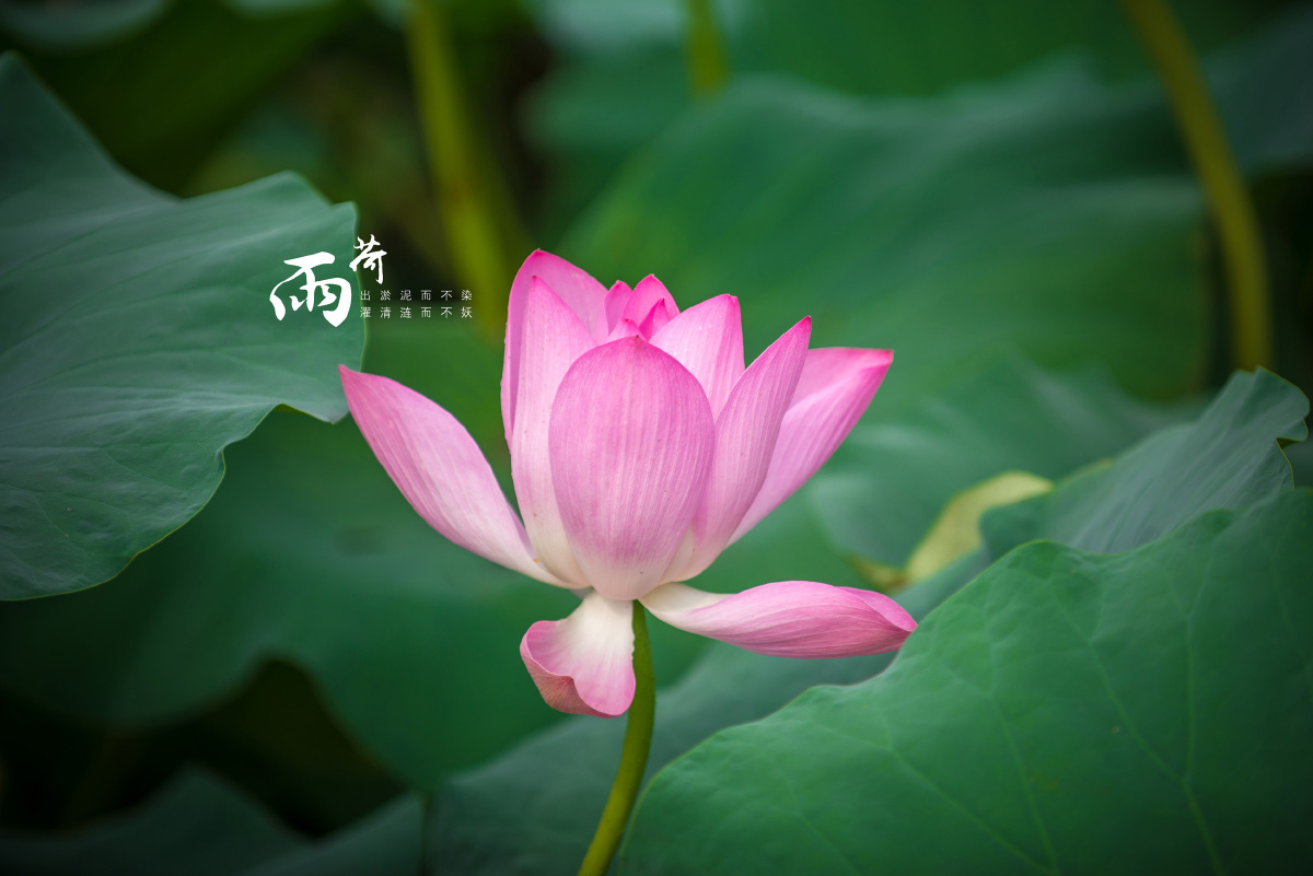 体育官方网址 屯昌面向全国引进中学优秀校长 11月14日报名截止 体育官方网址 升学考试 中学 屯昌 中学语文 红原中学网