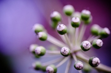 DSC_8331.jpg