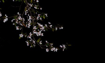 DSC_8643-1.jpg