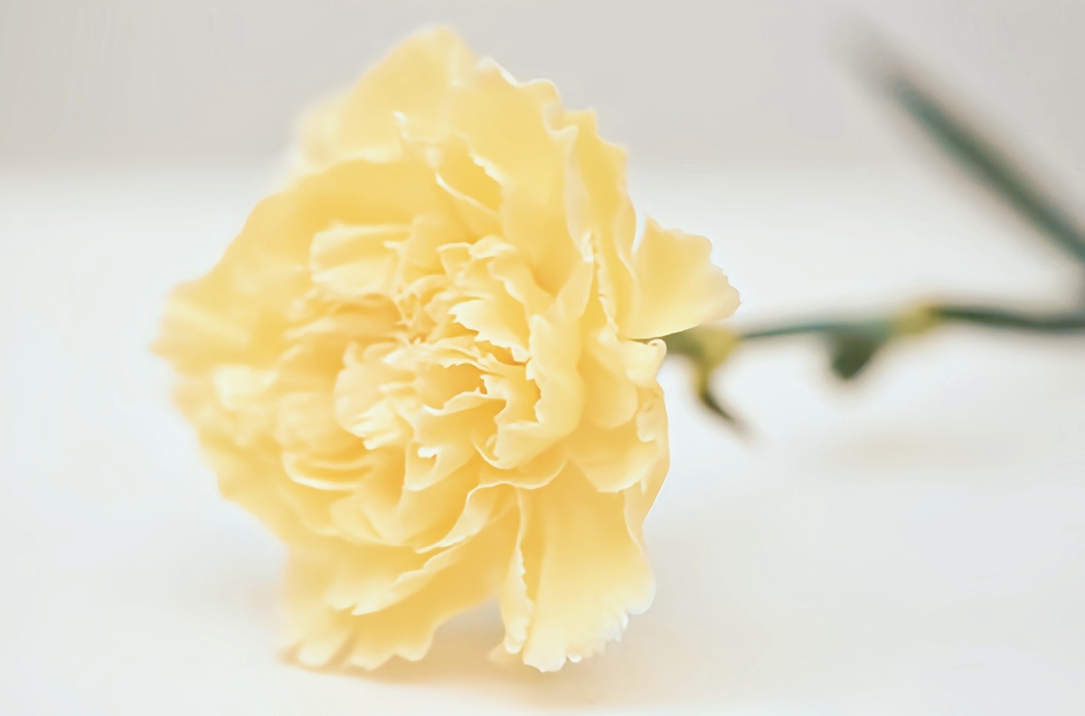 黄色康乃馨通常用在节日送礼表达对母亲的感激之情