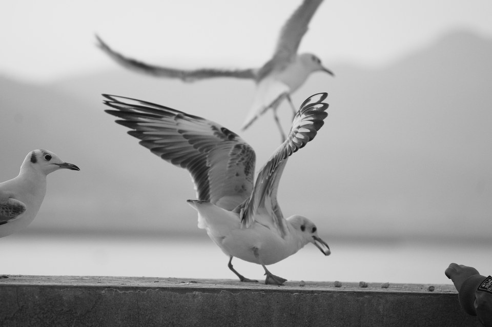 沙鸥翔集 - 沙鸥翔集 - 煌煌终日 - 图虫摄影网