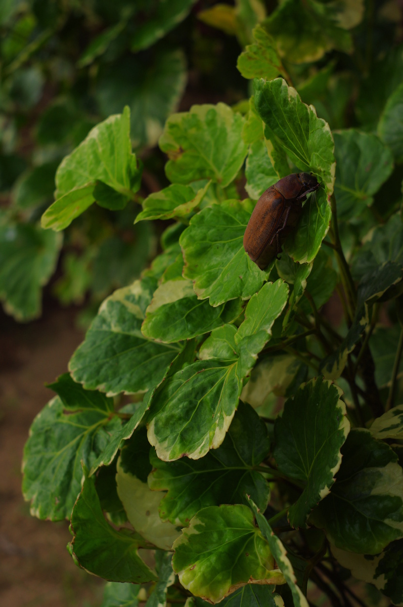 "铁豆虫"爬在旱金莲叶子上 br />