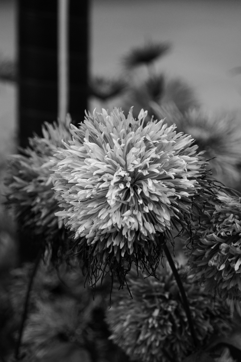 枯荣(黑白花卉)