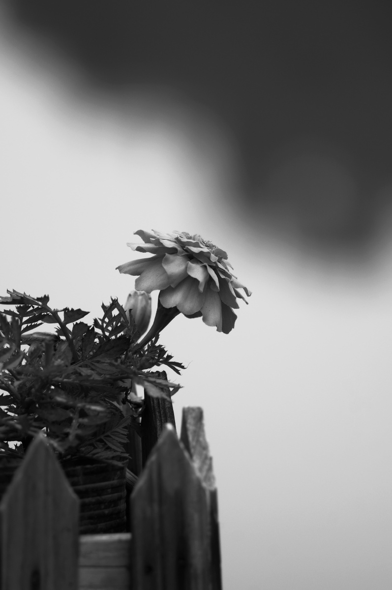 枯荣(黑白花卉)