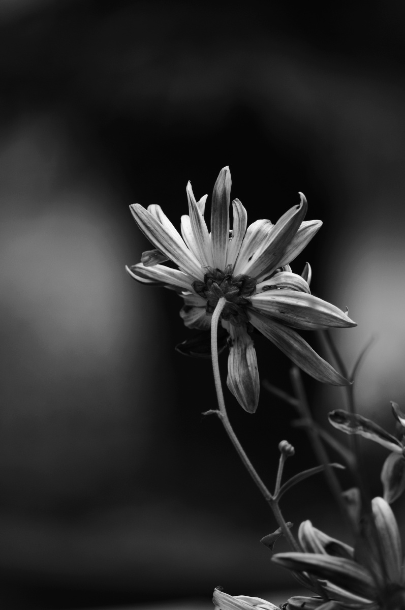 枯荣(黑白花卉)