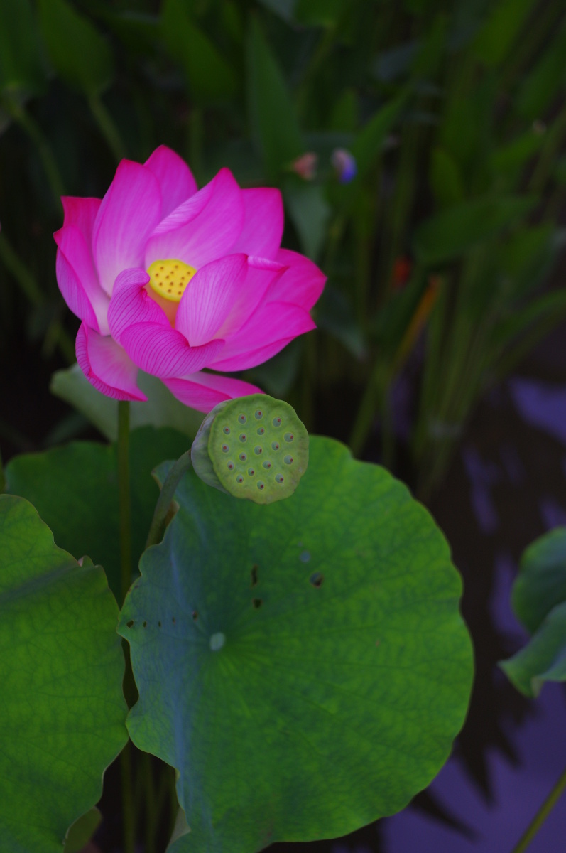 芙蕖鞭蕖与菡萏藕花(bw)泽芝一瓣微瑕(bw)玉环睡莲花瓣飘零水自闲净客