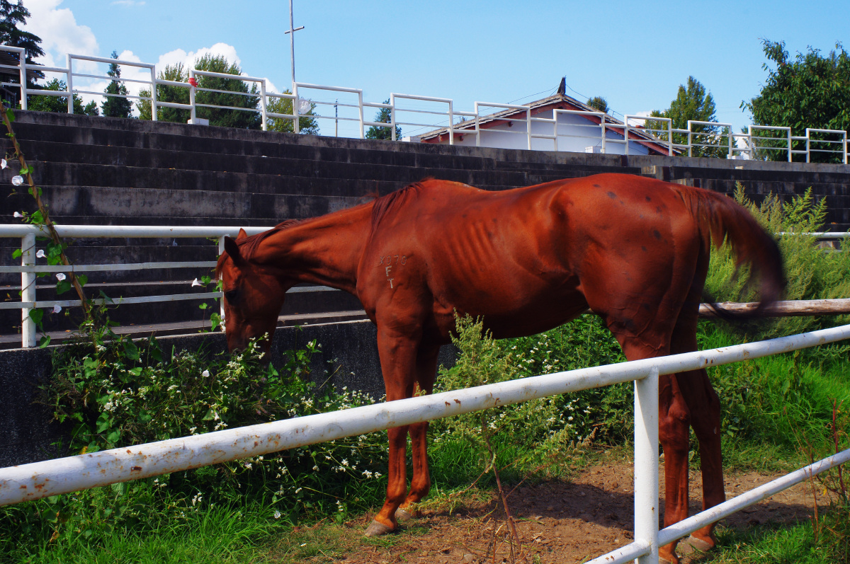 三月街马场里的白额枣红马