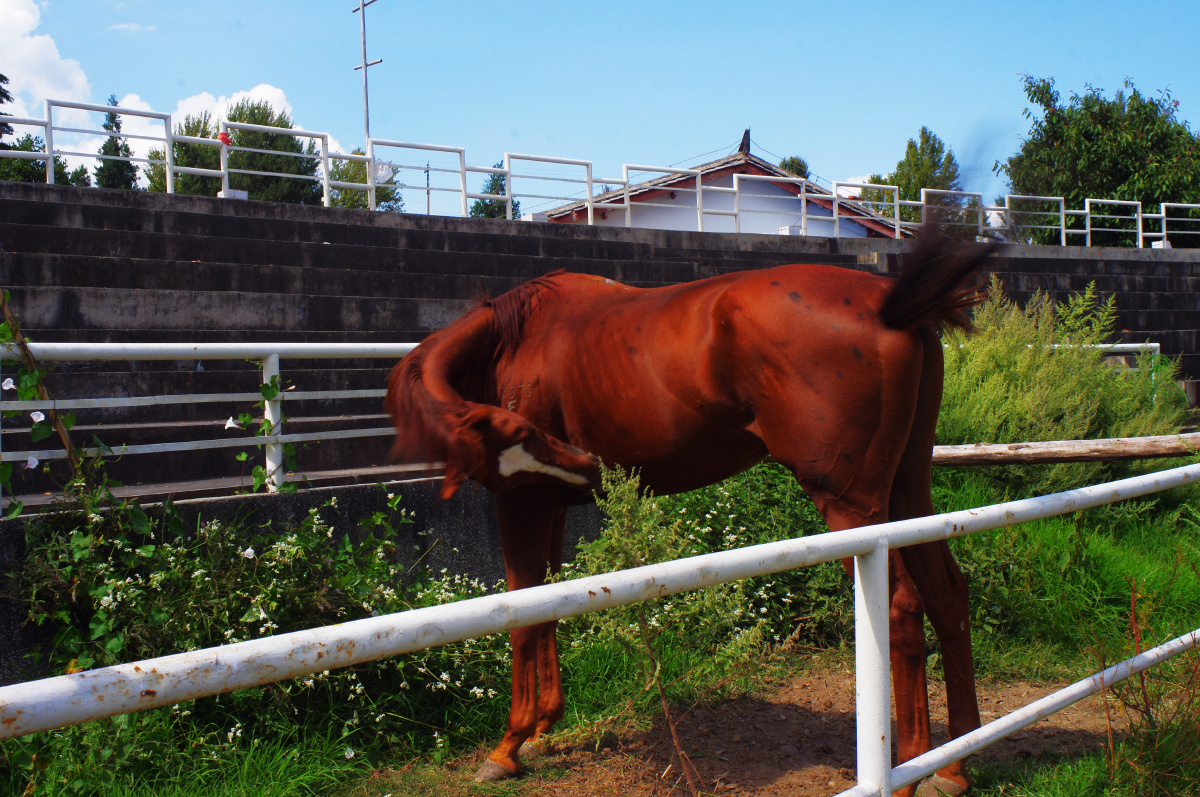 三月街马场里的白额枣红马