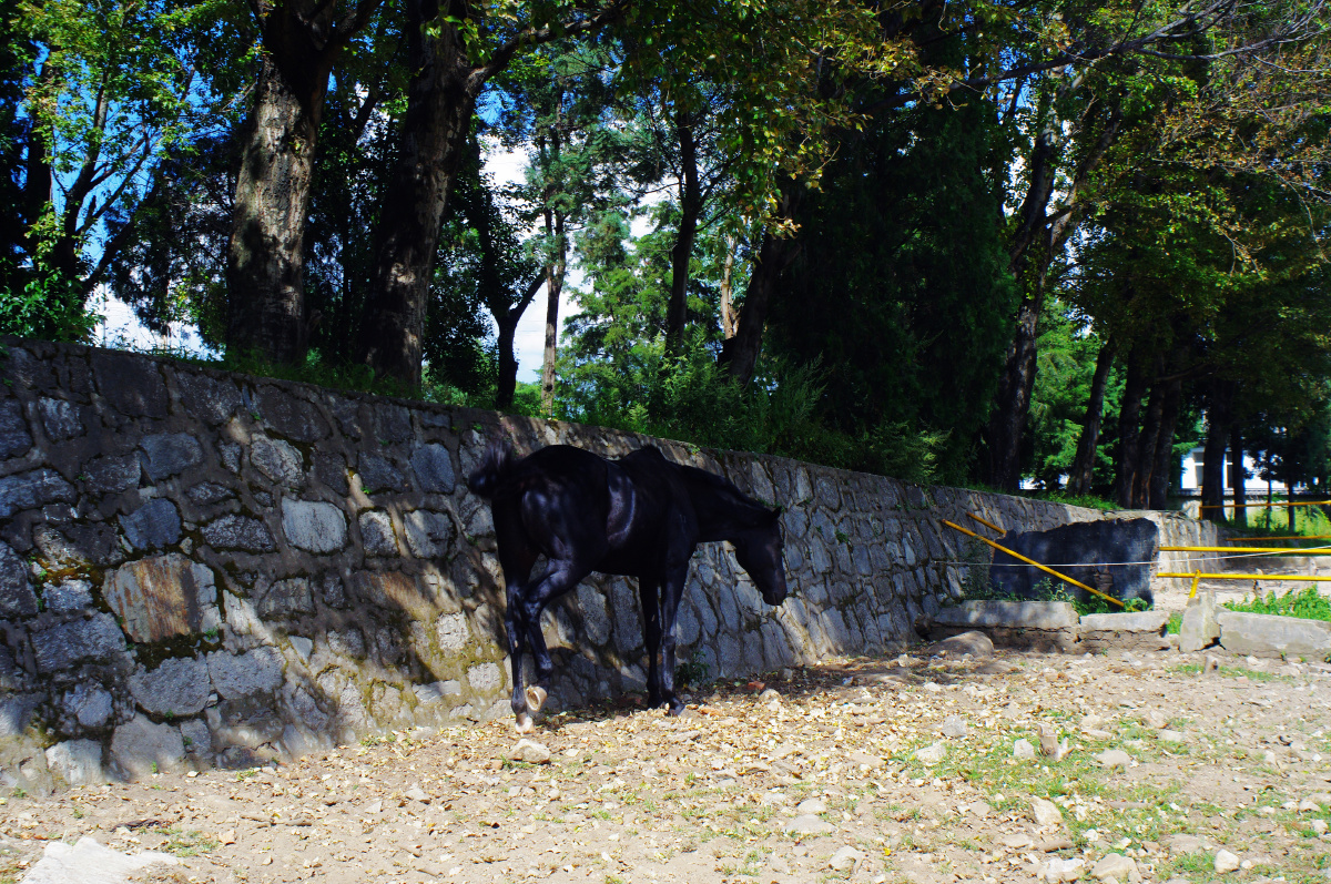 三月街马场里的乌骓马
