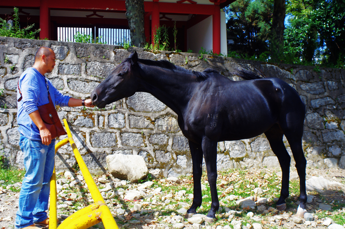 三月街马场里的乌骓马