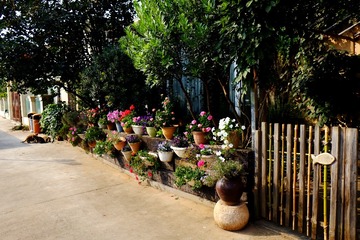 31.老岩家的花篱