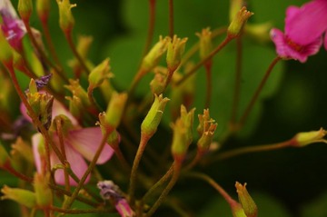 小花苞2