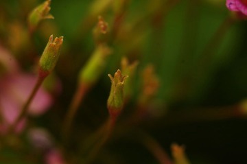 小花苞
