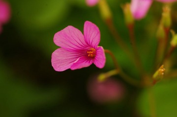 小花