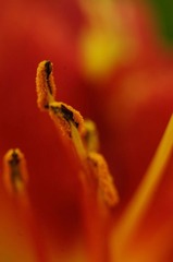 花蕊5