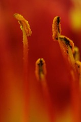 花蕊4