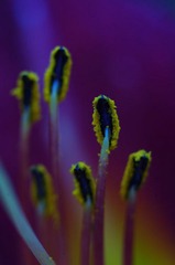 花蕊3