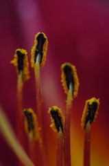 花蕊2