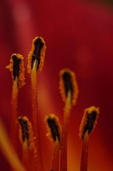 花蕊1