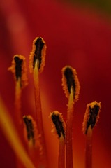 花蕊