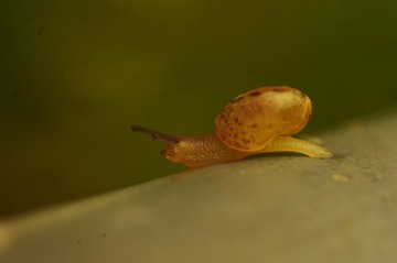 蜗牛2