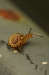 蜗牛1