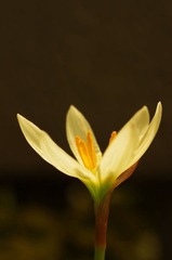 葱兰4