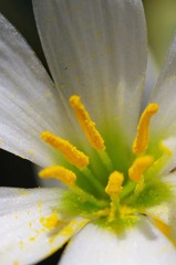 花粉