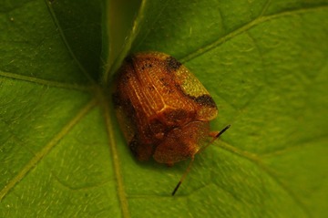 虫