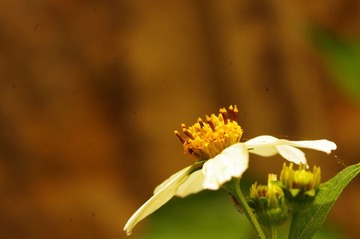 花下小虫