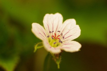 花3