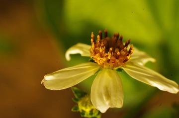 花1