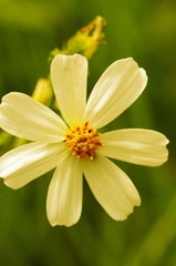 花0