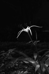 德国兰(B W)