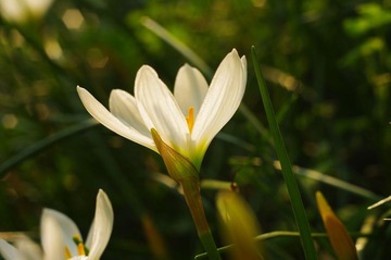 葱兰6