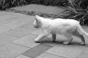 路过(BW)