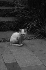 小咪(BW)