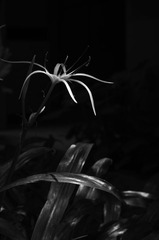 德国兰(BW)