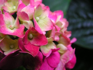 绣球花 艳