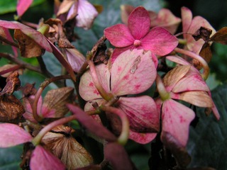 绣球花 枯
