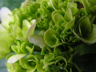 绣球花