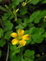 小 野 花
