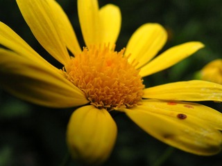 菊3