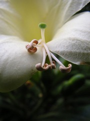 花蕊