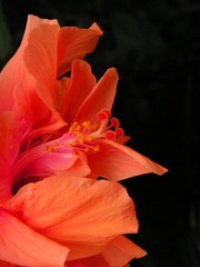 木芙蓉