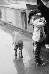 雨中小狗.JPG