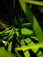 草