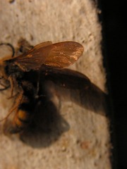 蜂